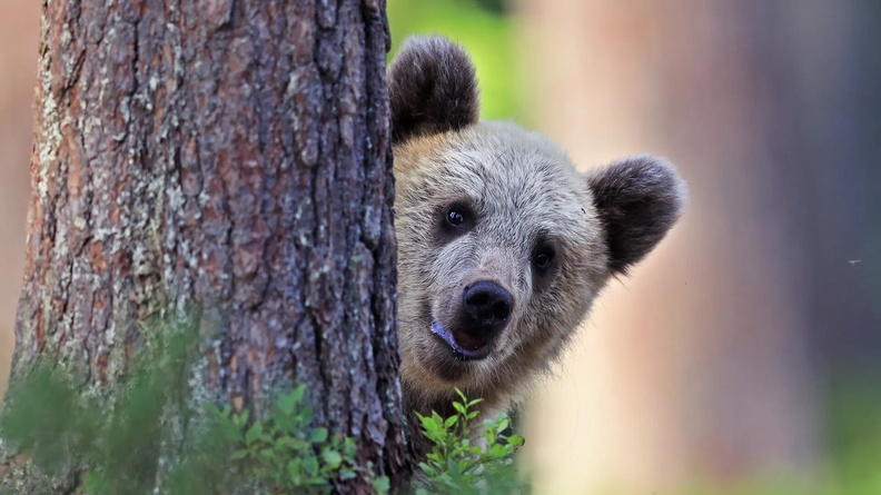 Brown Bear in Martinselkonen, Finland - Comedy Wildlife Photo Awards Finalist